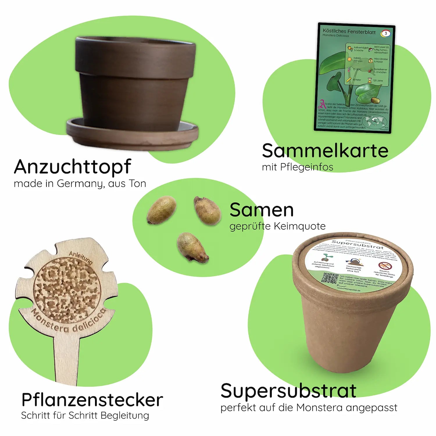 Anzuchtset (Monstera)