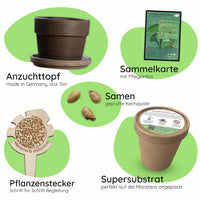 Anzuchtset (Monstera)