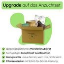 Monstera Anzuchtset