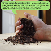Anzuchtset (Monstera)