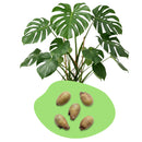 Monstera Samen