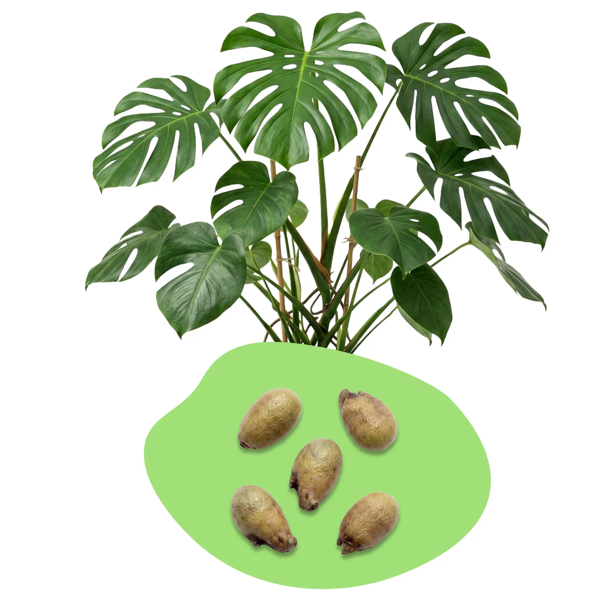 Monstera Samen