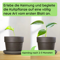 Anzuchtset (Monstera)