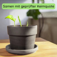 Anzuchtset (Monstera)