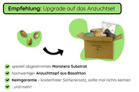 Monstera deliciosa Samen