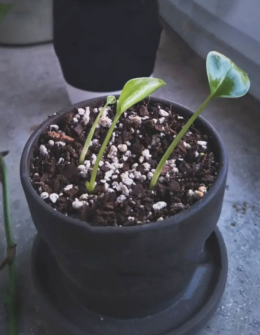 Monstera_KdM.jpg