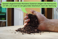 Monstera Substrat