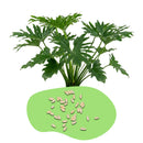 Philodendron Samen