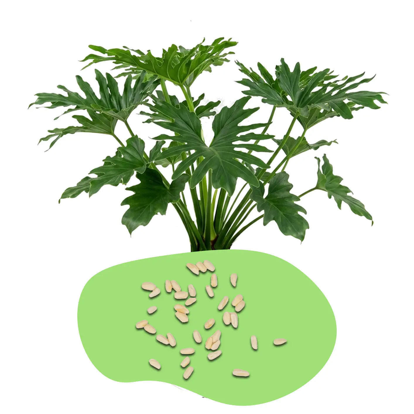Philodendron Samen