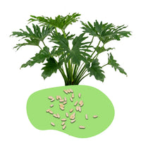 Philodendron Samen