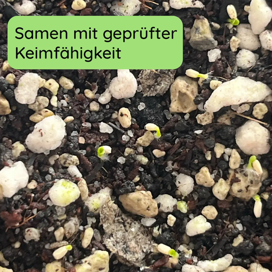 Philodendron Keimung