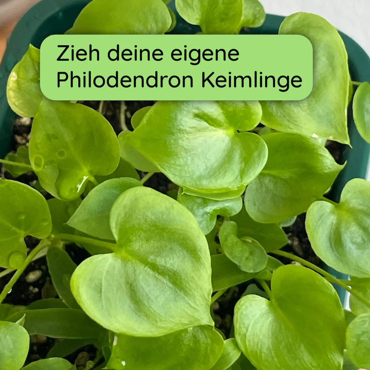 Philodendron Keimlinge