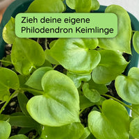 Philodendron Keimlinge