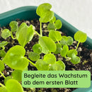 Baumfreund Wachstum