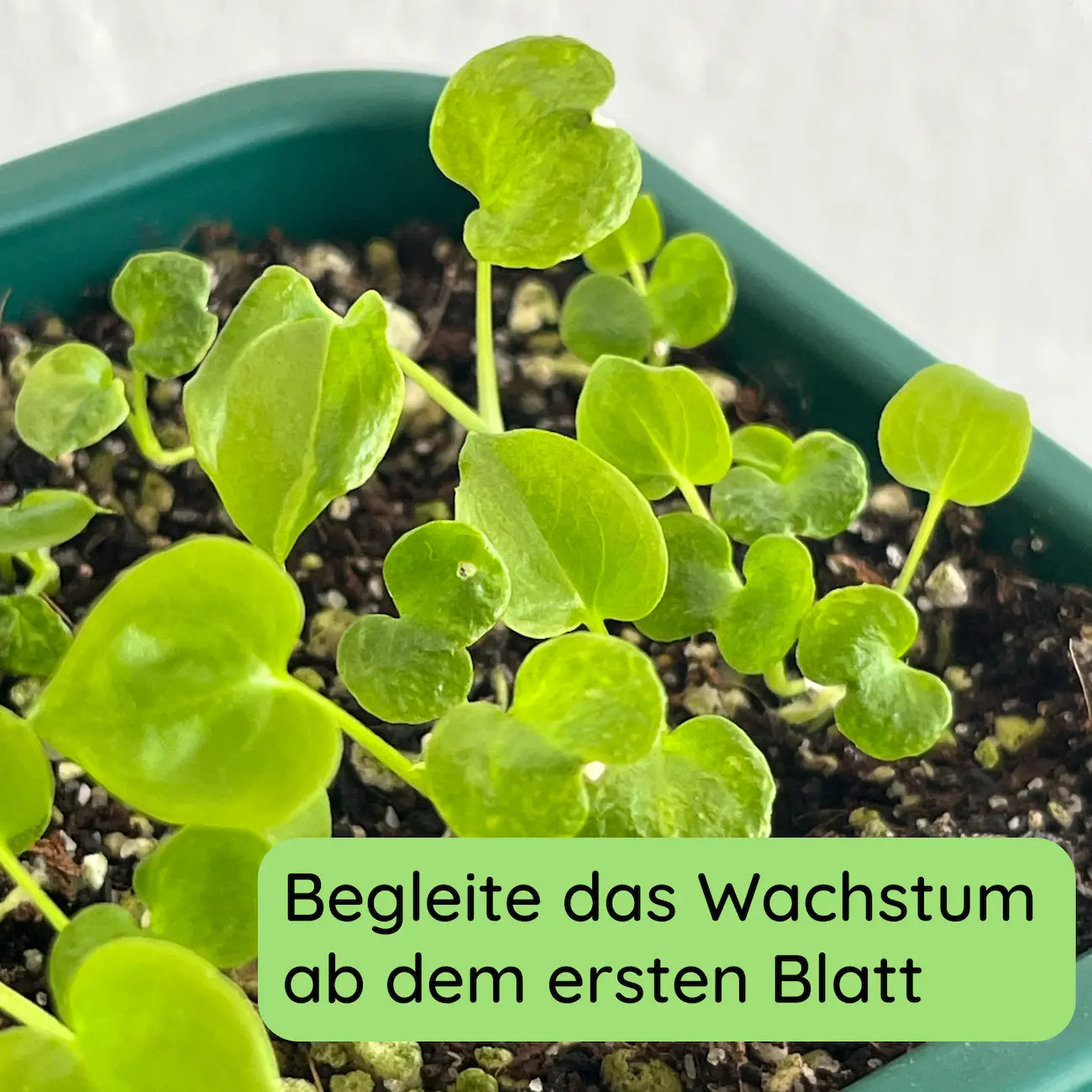 Baumfreund Wachstum