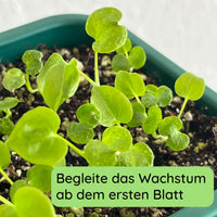 Baumfreund Wachstum