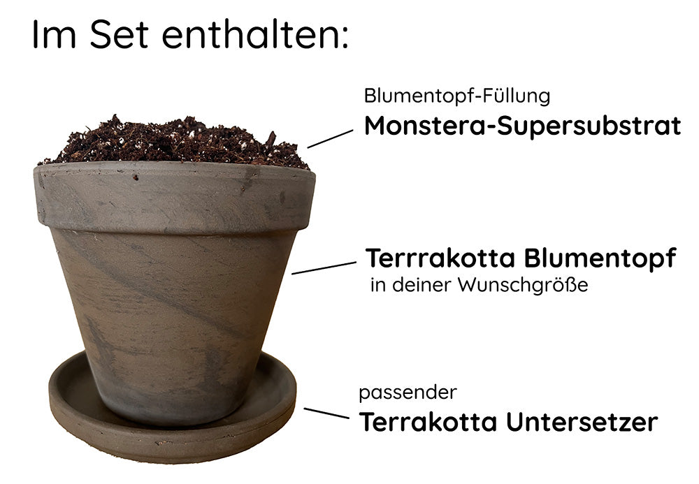 Monstera Umtopfset Inhalt