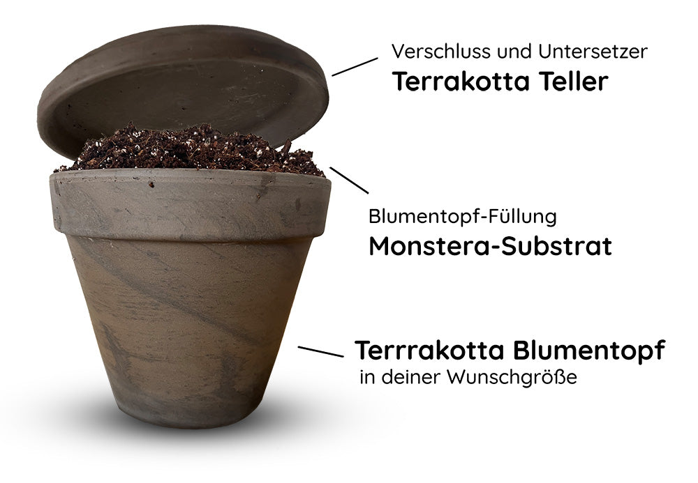 Monstera Umtopfset (Substrat im Blumentopf)