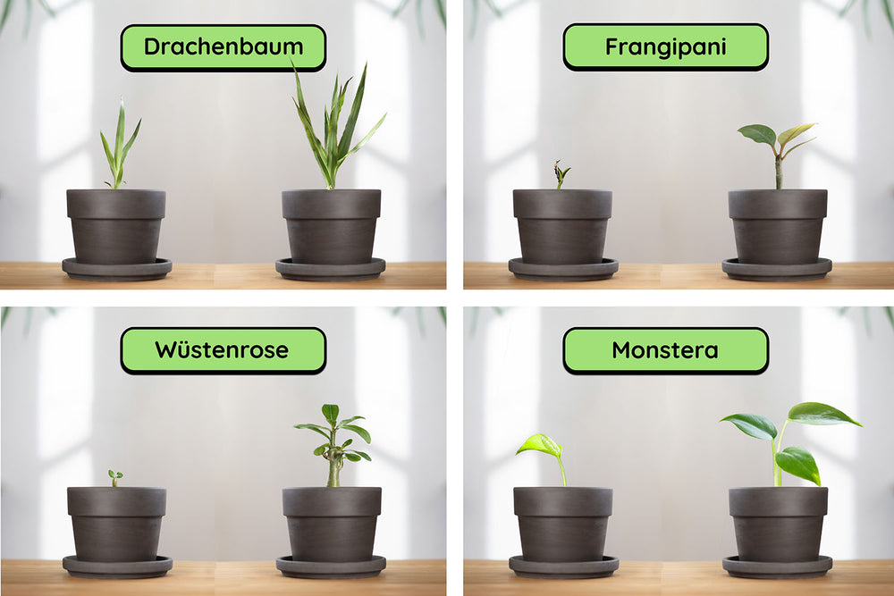 Anzuchtset Bundle (Duo)