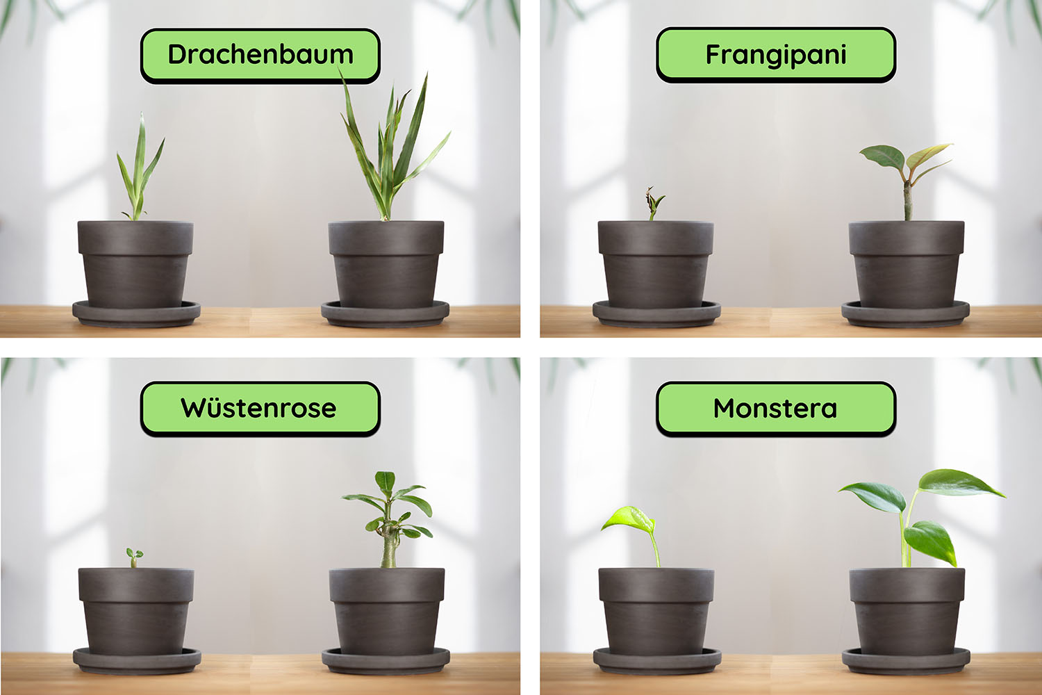 Anzuchtset Bundle (Duo)