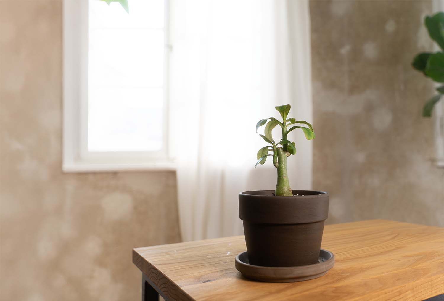 adenium_pflege.jpg