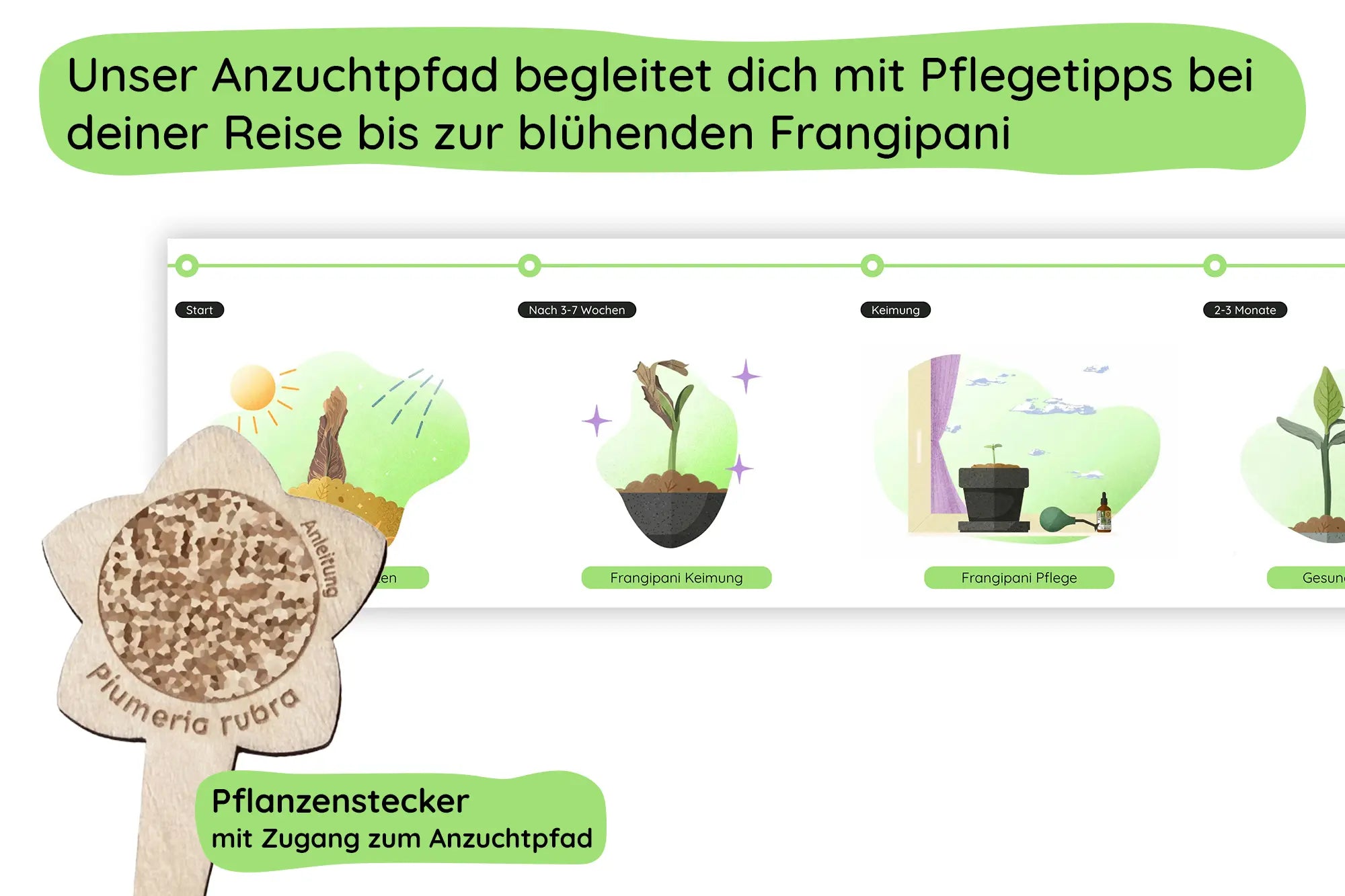Frangipani Anleitung