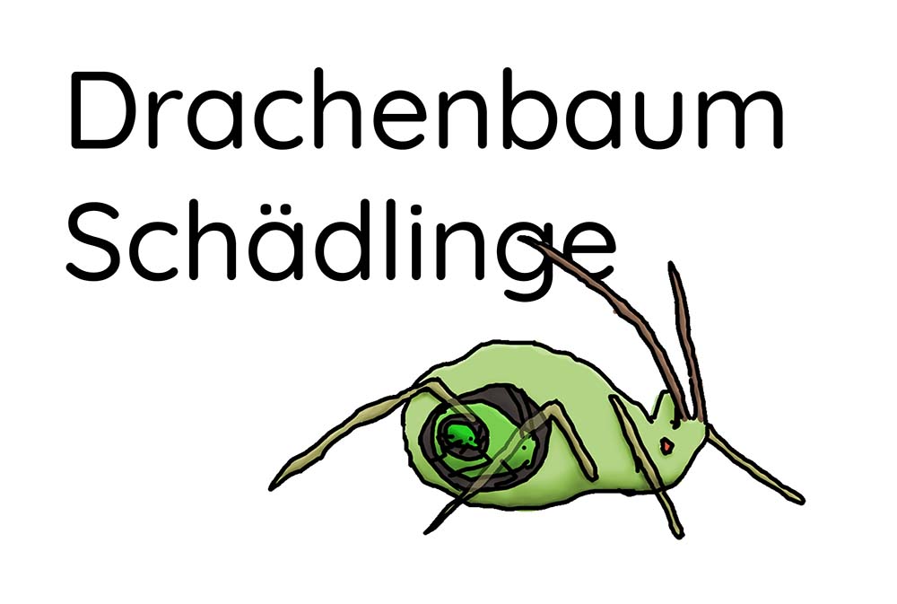 drachenbaum schädlinge