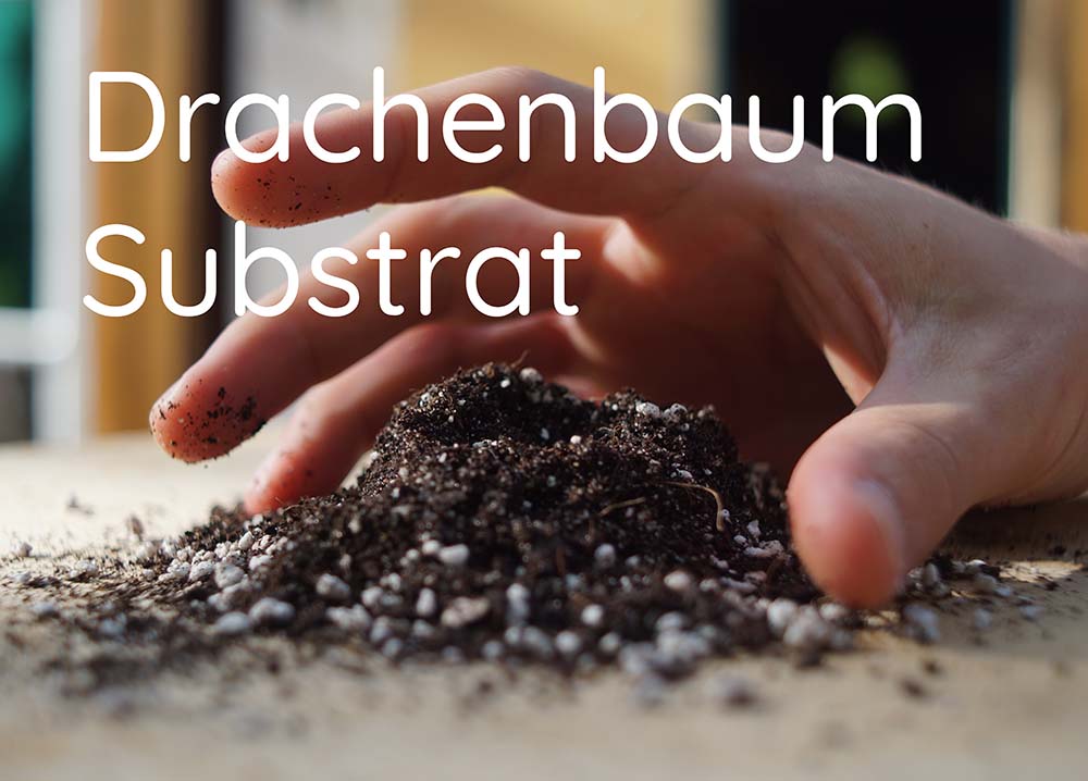 drachenbaum substrat
