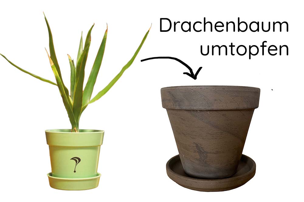 drrachenbaum umtopfen