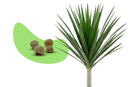 Drachenbaum Samen