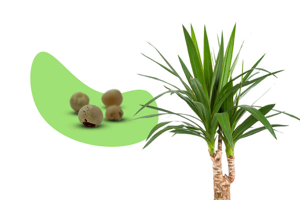 Frische Drachenbaum Samen kaufen (Geprüfte Keimquote) – Pflanzpaket