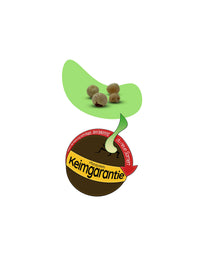 Keimgarantie Drachenbaum Samen