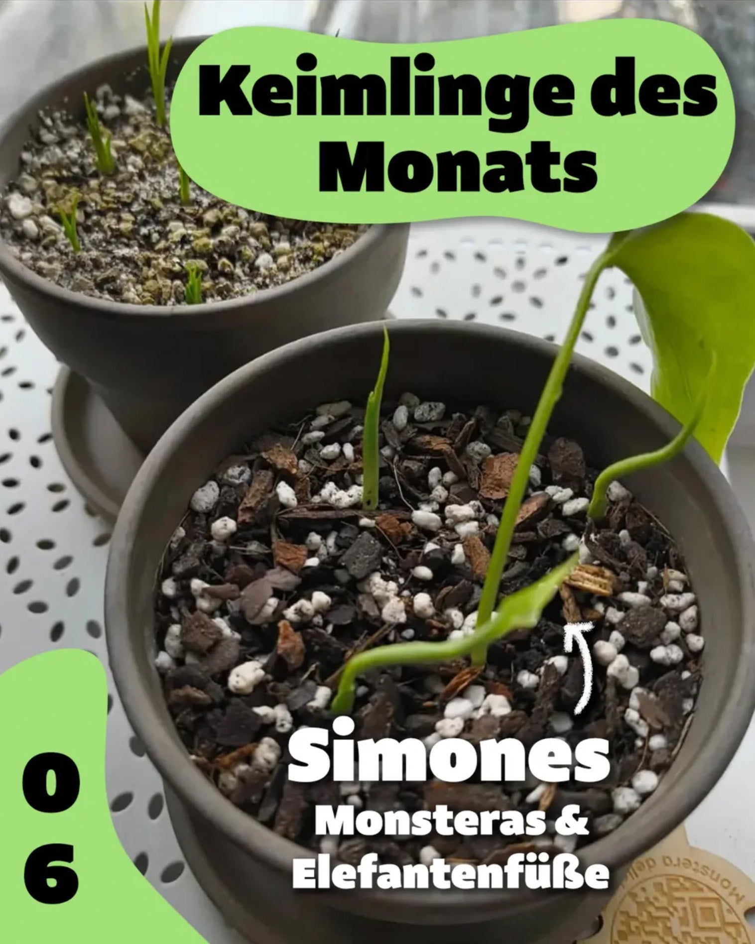 Monstera und Elefantenfuß aus Samen gezogen