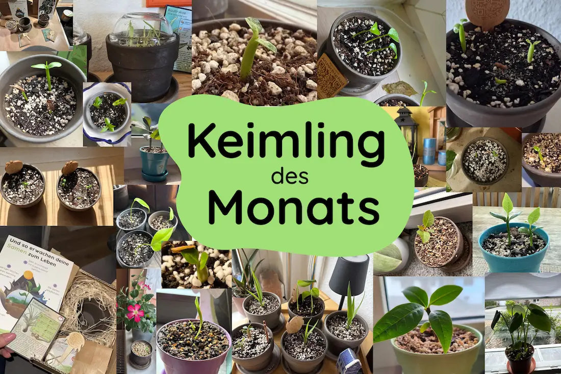 keimling_des_monats.webp