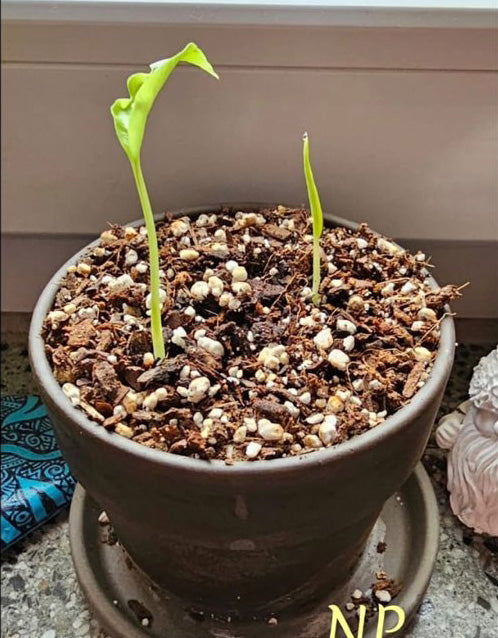 monstera_aus_samen.jpg