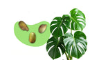 Monstera Samen kaufen