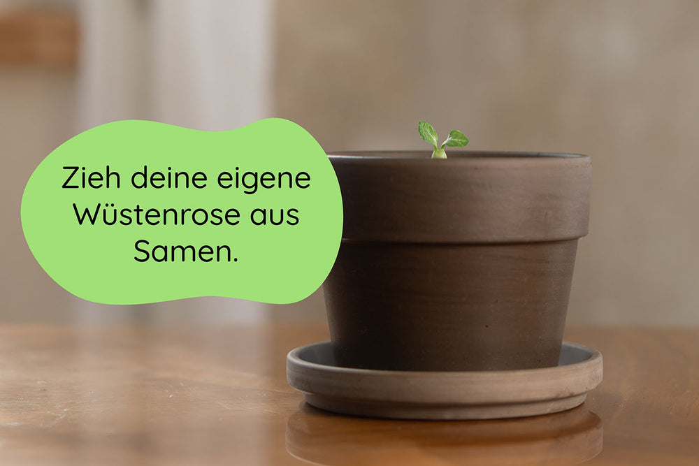 Anzuchtset (Wüstenrose)