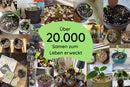 zimmerpflanzen aus Samen