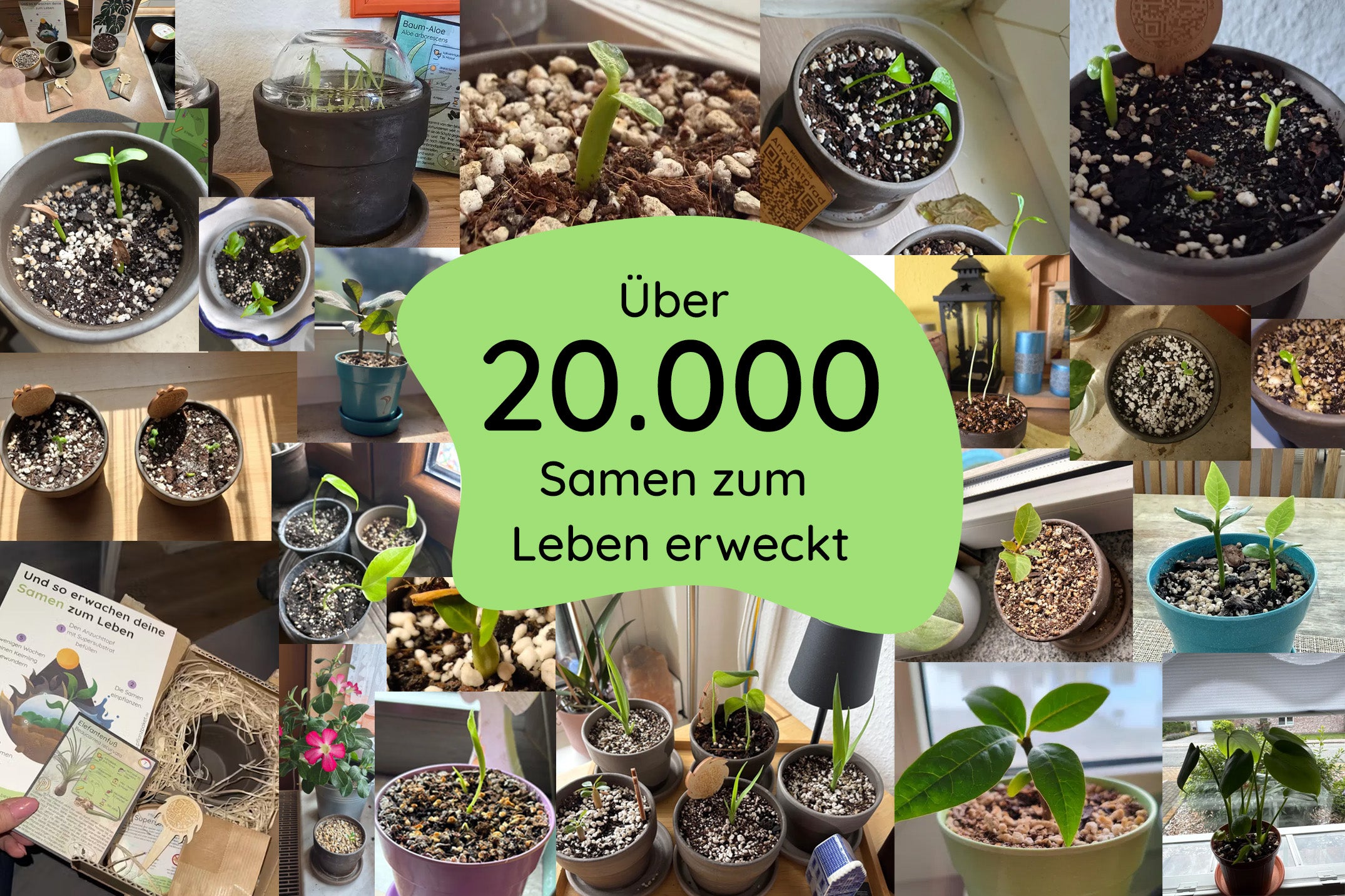 zimmerpflanzen aus Samen