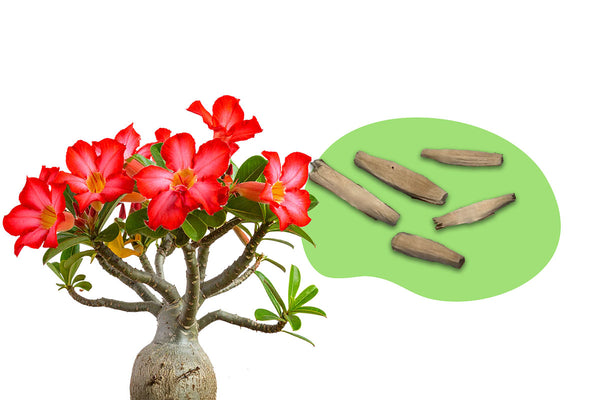 Wüstenrose Samen kaufen (geprüfte Keimquote) – Pflanzpaket