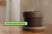 Anzuchtset Bundle (Duo)