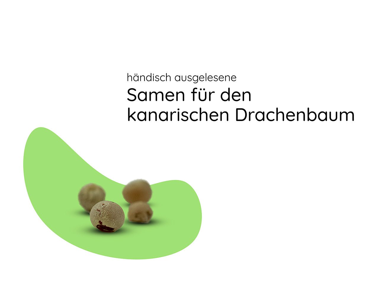 Drachenbaum Samen